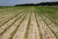 Arkansas-National-Rice-Reseasrch-Center-3